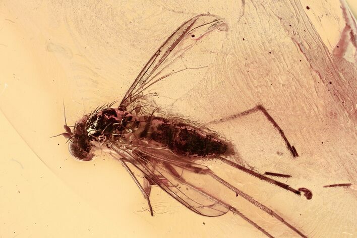Detailed Fossil Long-Legged Fly (Dolichopodidae) in Baltic Amber #330664